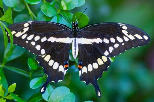 Giant Swallowtail (Papilio cresphontes). Boca Raton, FL, September 18, 2014.