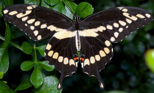 Giant Swallowtail (Papilio cresphontes). Boca Raton, FL, September 18, 2014.