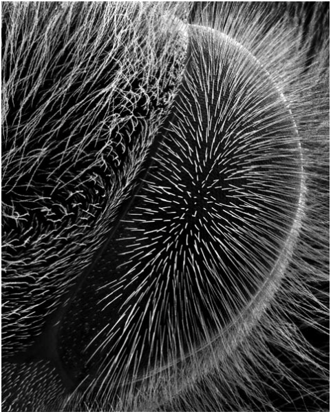 Bee eye. SEM image by Rose Lynn Fisher from Bee. Image appears on the website Beautiful Decay.