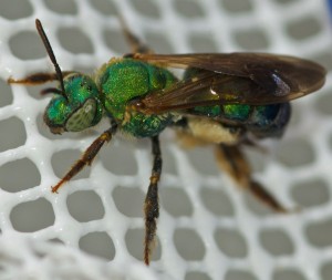 Halictid (Sweat Bee), Agapostemon splendens. Boca Raton, FL, October 25, 2012.