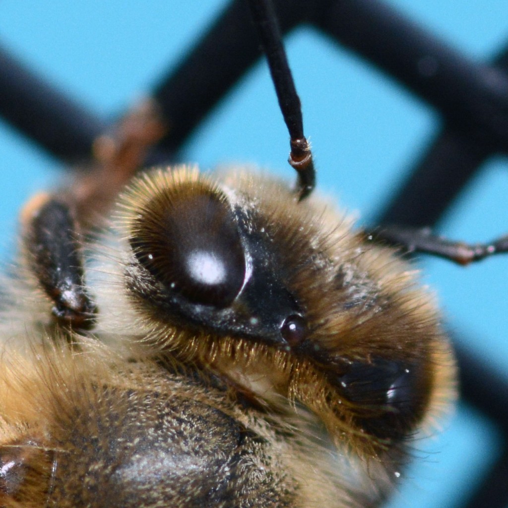 European Honeybee (Apis mellifera). Boca Raton, FL, September 14, 2014