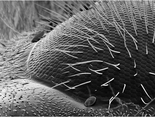 Electron microscope image of honeybee eye from the web site New Scientist photo gallery. Image by Rose-Lynn Fisher from her 2010 book Bee (Princeton University Press).