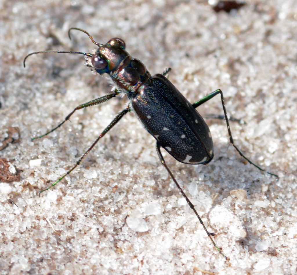 Tiger beetle, presumed Cicindelidia punctulata. Yamato Scrub, September 1, 2014