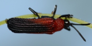 Leaf beetle, Chalepis sanguinicollis. Boca Raton, FL, October 4, 2014.