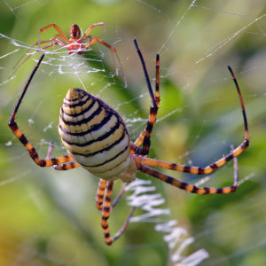 Banded garden spider (Argiope trifasciata). Boca Raton, FL, October 1, 2014.
