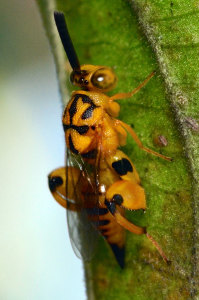 Wasp, Conura species. Boca Raton, FL, October 30, 2014.