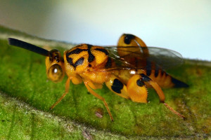 Wasp, Conura species. Boca Raton, FL, October 30, 2014.