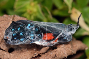 Atala (Eumaeus atala) hairstreak butterfly. Boca Raton, FL, November 13, 2014.