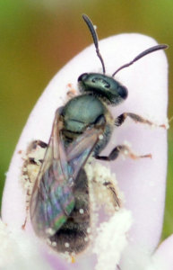 Halictid bee, Lasioglossum species. Boca Raton, FL, October 22, 2014.
