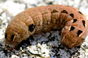 Army worm caterpillar, Spodoptera species. Boca Raton, FL, October 27, 2014.