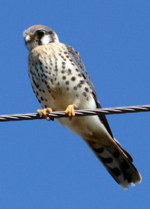 American Kestrel (Falco sparverius). Boca Raton, FL, November 11, 2014.