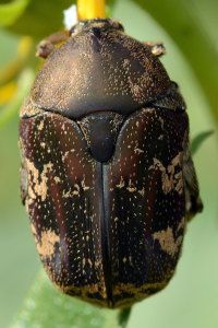Asian mango flower beetle (Protaetia fusca). Boca Raton, FL, December 17, 2014.