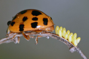 Lady beetle laying egg cluster. Boca Raton, FL, January 1, 2015.