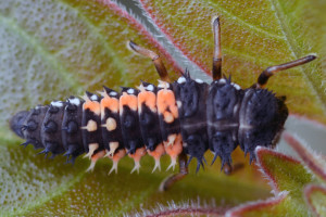 Larva of Asian multicolored lady beetle (Harmonia axyridis). Boca Raton, FL, January 1, 2015.