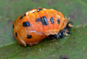Lady beetle pupa. Presumably Asian multicolored lady beetle. Boca Raton, FL, January 9, 2015.