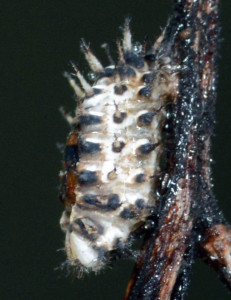 Ladybug larva just transforming into a pupa. Boca Raton, FL, January 1, 2015.