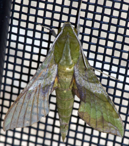 Pluto sphinx moth (Xylophanes pluto). Boca Raton, FL, August 31, 2012.