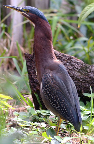 Green Herons in winter – Benweb 3.3