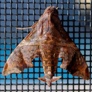 Mournful Sphinx moth (Enyo lugubris). Boca Raton, FL, November 12, 2011.
