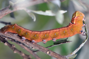 Ello Sphinx caterpillar (Erinnyis ello). Boca Raton, FL, January 29, 2015.