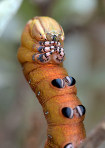 Ello Sphinx caterpillar (Erinnyis ello). Boca Raton, FL, January 29, 2015.