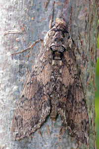Caroliina Sphinx moth (Manduca sexta). Boca Raton, FL, September 12, 2014.