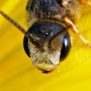 Sweat bee (Halictus poeyi) "face." Boca Raton, FL, February 7, 2015.