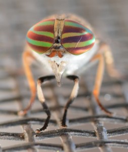 Horsefly (Tabanus sp.) eyes. Boca Raton, FL, May 26, 2013.