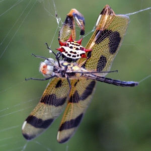 Watch where you fly! Halloween Pennant (Celithemis eponina) served up for breakfast to a spiny-backed orb weaver (Gasteracantha cancriformis). Boca Raton, FL, March 18, 2015.