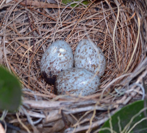 Eggs in nest. Boca Raton, FL, April 25, 2015.