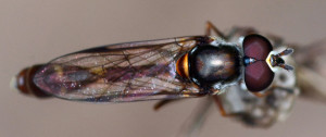Pseudodoros clavatus. Boca Raton, FL, May 2, 2015.