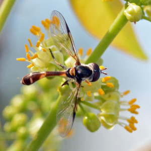 Pseudodorus clavatus, a syrphid fly. Boca Raton, FL, April 18, 2015.