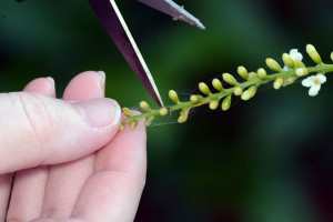 Surgical removal of caterpillars from flower stalk. Boca Raton, FL, May 14, 2015.