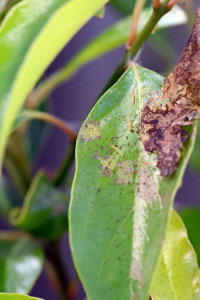 Signs of Epicorsia infestation. Boca Raton, FL, May 14, 2015.