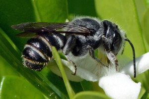 Megachilid bee, subgenus Chelostomoides. Boca Raton, FL, May 13, 2015.