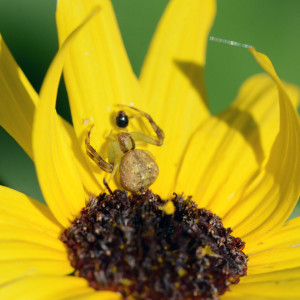 Lady beetle, meet spider. Boca Raton, FL. May 8, 2015.