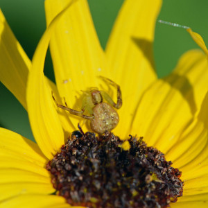 So long, and thanks for stopping by. (The beetle is visible to the lower left of the spider.)