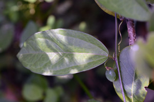Leaf and fruit of Passiflora suberosa. Bocca Raton, FL, May 12, 2015.