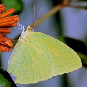 Cloudless Sulphur butterfly (Phoebis sennae). Boca Raton, FL, October 5, 2014.
