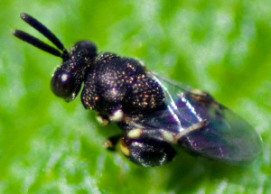 Chalcid wasp, genus Brachymeria. Boca Raton, FL, September 16, 2015.