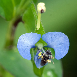 <em>Commelina</em> flower with small bee (<em>Lasioglossum lepidii</em>). The flower is about 3/4-inch wide.