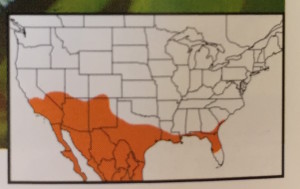 Range map of White checkered-skipper in Glassberg (2012). South Florida is excluded.