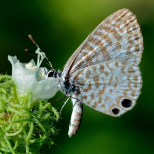 Cassius Blue butterfly with a face full of Cordia globosa flower. Boca Raton, FL, September 3, 2015.