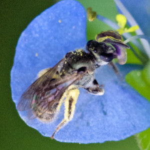 Lasioglossum lepidii, a tiny bee in the halictidae. Boca Raton, FL, September 10, 2015.