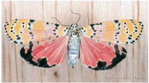 Bella Moth underwings. Photo by Don Hall from the UF/IFAS featured creatures website.