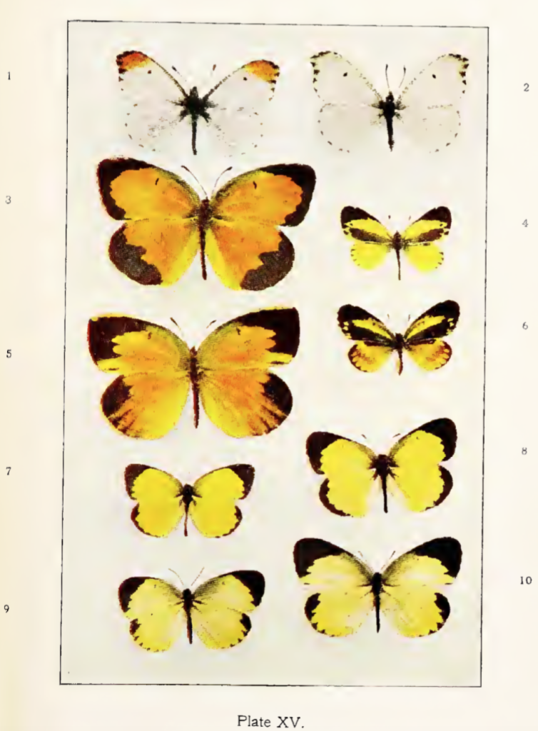 Plate XV from Comstock (1904)