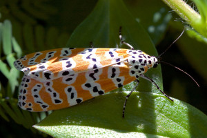 Ornate Bella Moth (<em>Utethesia ornatrix</em>). Boca Raton, FL, October 7, 2015.