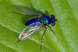 Long-legged fly, probably <em>Condylostylus mundus</em>. Boca Raton, FL, September 30, 2015.