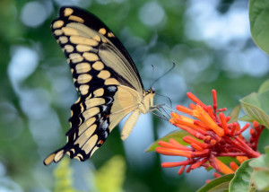 Giant Swallowtail (<em>Papiliio cresphontes</em>). Boca Raton, FL, September 2, 2015.