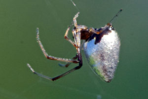 Dewdrop spider, sedis incertae. Presumably Argyrodes/Faiditus/Neospintharus/Rhomphaea. Boca Raton, FL, September 18. 2016.